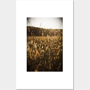 Field in fall sunset Posters and Art